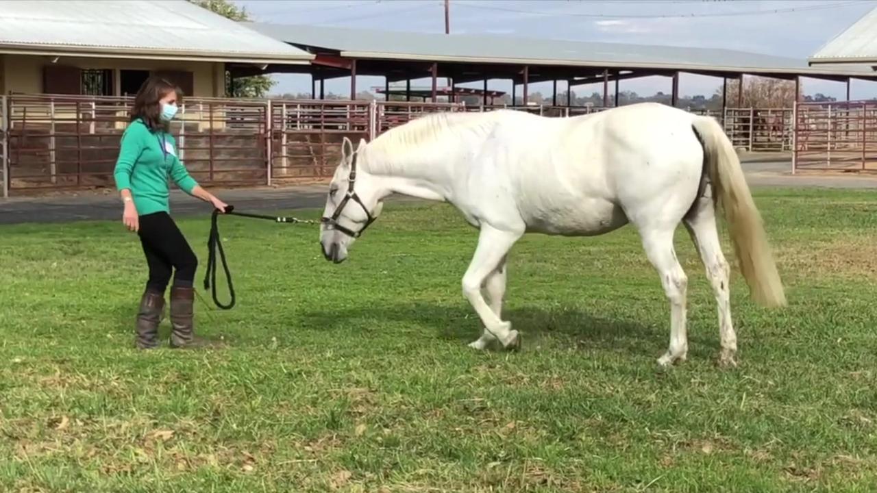 Narcolepsy School of Veterinary Medicine